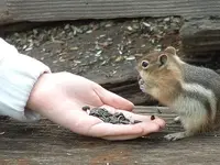 Chipmunk.webp