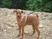 Killer Watch Dog.webp