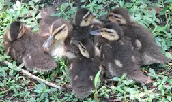 awwwwwwww (Large).webp