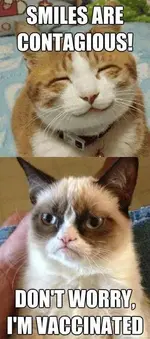 Funny-Grumpy-cat-vs.-Happy-cat.webp