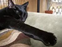 riz sleeping.webp