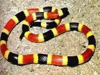 coral snake.webp