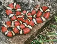 milk snake.webp