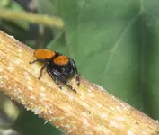 PhidippusApachCO2a.webp PhidippusApachCO2a.webp