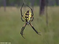 argiope6252a.webp argiope6252a.webp
