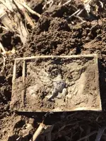 fresh dug belt plate.webp