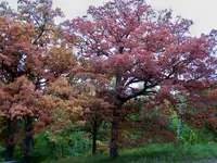 iowa 1.webp