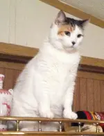 Missy looking over her kingdom.webp
