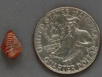Agate-Tiny-October2014-Img_5706SSS.webp