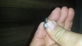 Ring.webp