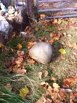 photo (4).webp