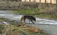 coyote trail.webp