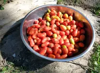 9_27_2014 roma harvest.webp 9_27_2014 roma harvest.webp