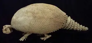 glyptodont_clavipes.webp