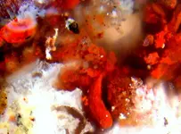 DSCF0018 sultan jasp-agate nicro.webp