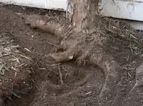 birch tree hole.webp