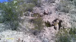 IMAG1049owl miner.webp