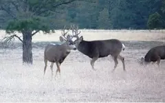 150correctedcropped.webp