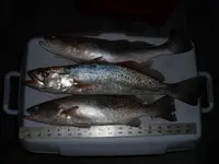 Trout 001.webp