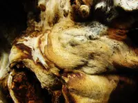 FSCN8990.webp