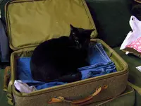 riz suit case.webp