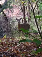 image-1737862773.webp