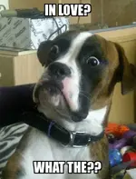 Baffled boxer.webp
