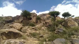IMAG0875.webp