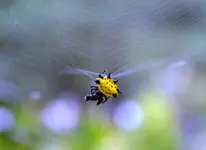 spider 1.webp
