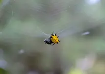 spider 2.webp