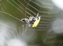 spider 3.webp