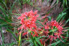 lily 1.webp