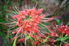 lily2.webp