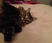 cat.webp cat.webp