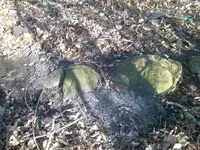 984233_918353738183036_7722397757122562439_n trail1.webp