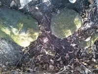 10561649_918353768183033_6175922240675392364_n trail2.webp