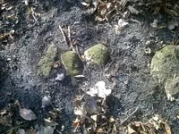 10293655_918354398182970_4374875920697844209_o trail 4.webp
