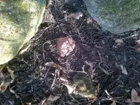 10427282_918353808183029_3555719247434813015_n trail 2-close up.webp