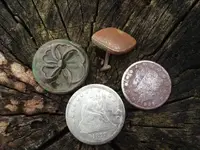 coins.webp