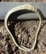 silver buckle 1.webp