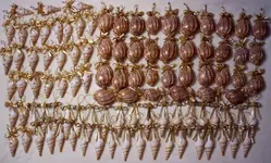 shells1.webp