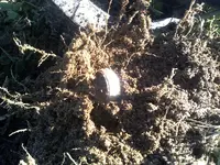 141021_0000 Ring.webp
