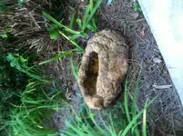 sardis rock 2.webp