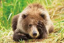 13AndyRouse_WinnerAntics_Bear.webp
