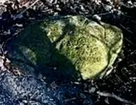 skip_a_loo-rock1.webp