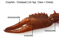 Crayfish12D.webp