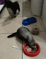 dogdish.gif