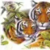 thetigers2