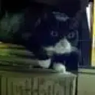 abbynormal