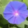 moi